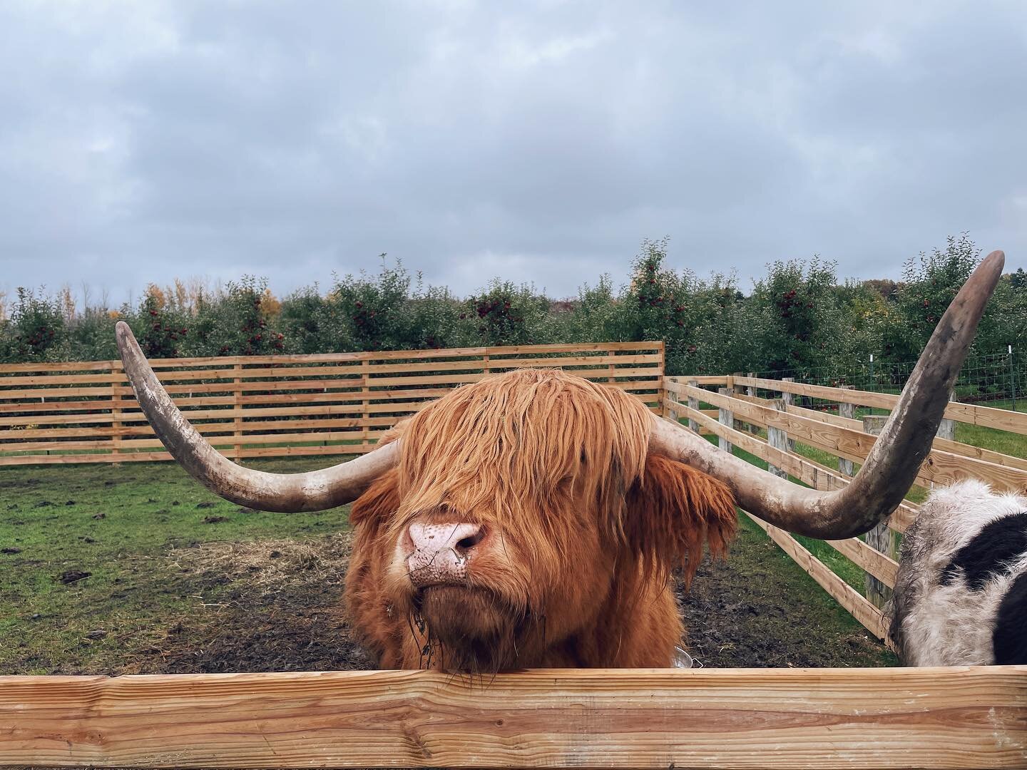 Extremely obsessed with Moe, the Scottish Highland Cow