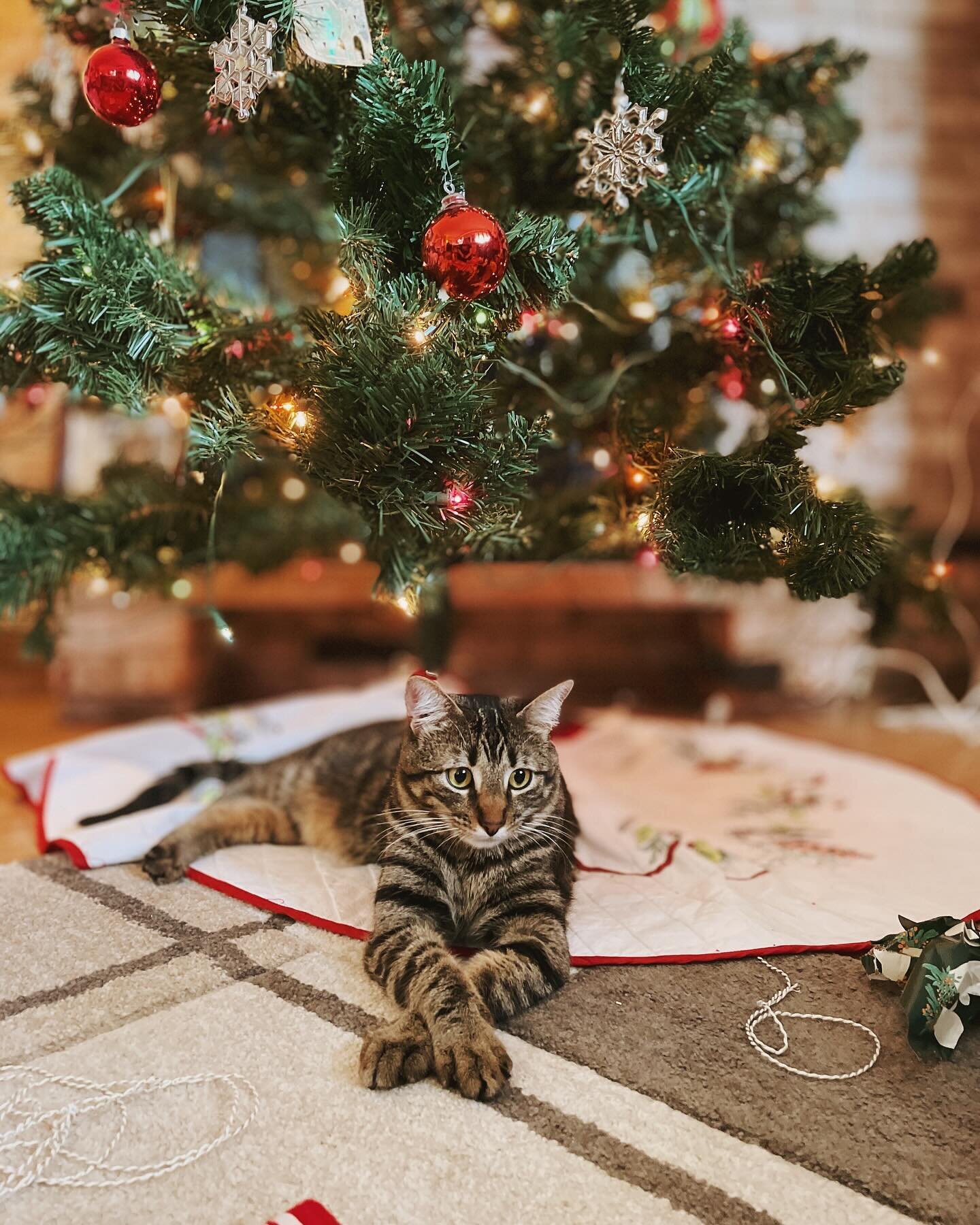 Jimmy says, job well done at Christmas this year 😻Happy holidays everyone!