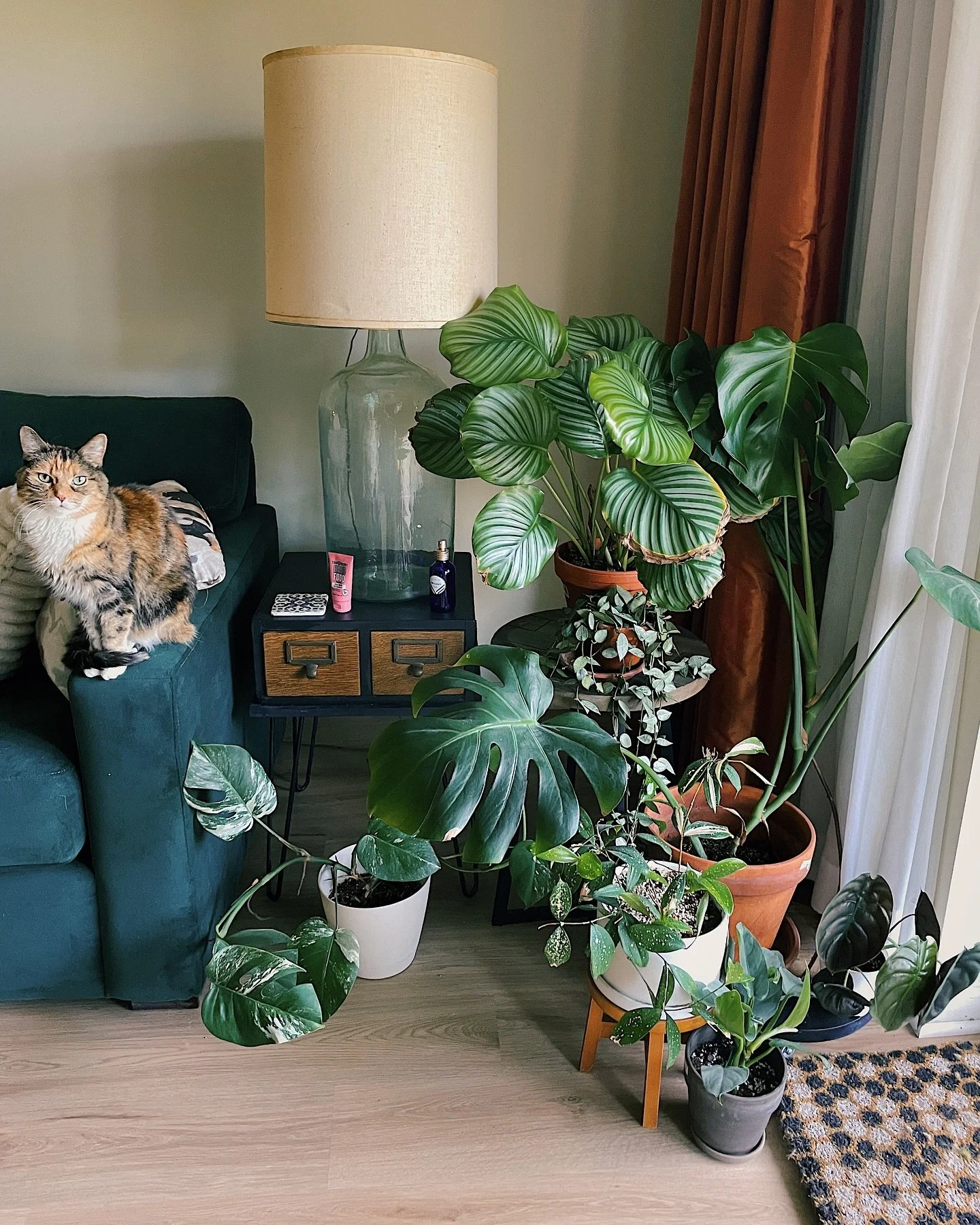 Settling into the new place ✨🪴🐱