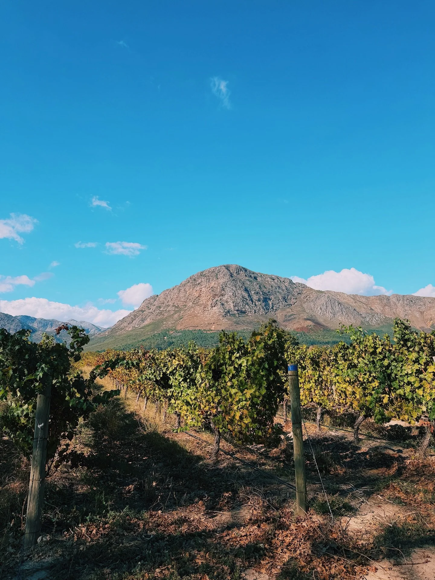 Wine country South Africa did not disappoint 👌🍷