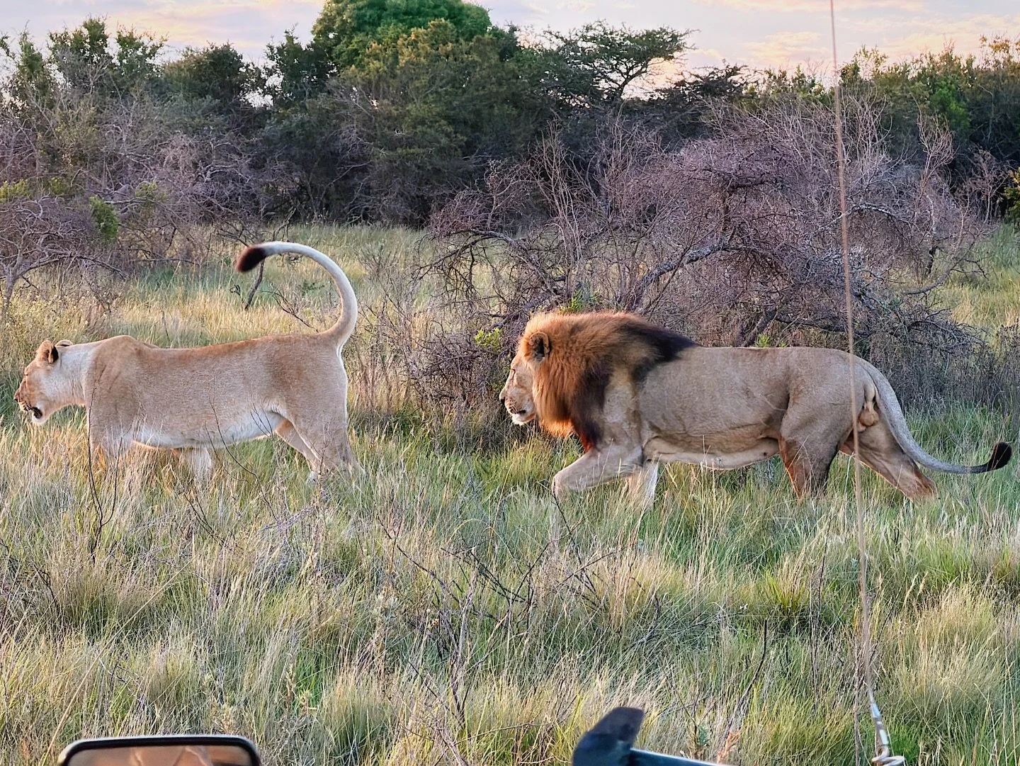 Sibuya Game Reserve giving me a perfect last day in the Eastern Cape. Five lions and many many white rhinos 🤩 A huge thank you to Will and Alyson for hosting me and showing me all of the wonderful things in this part of South Africa ❤️