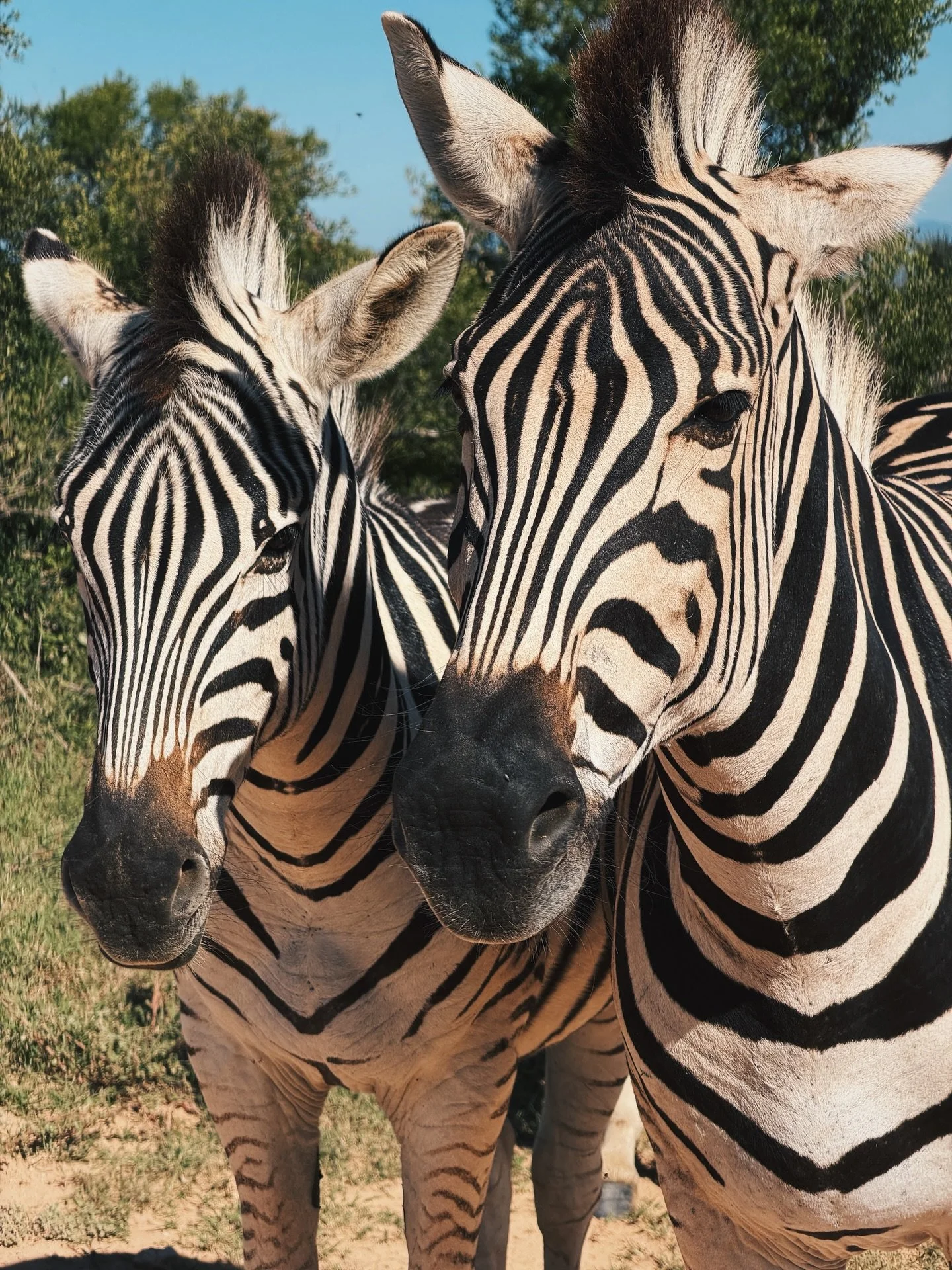 1. My new zebra friends 
2. Zebra besties 
3. Momma and baby ellie
4. God I love elephants 
5. A lion&rsquo;s tail! I got better photos on my big camera, but how exciting is this
6. My new fave goofy animal, an ostrich 
6. Grey hawk posing for us

Ad