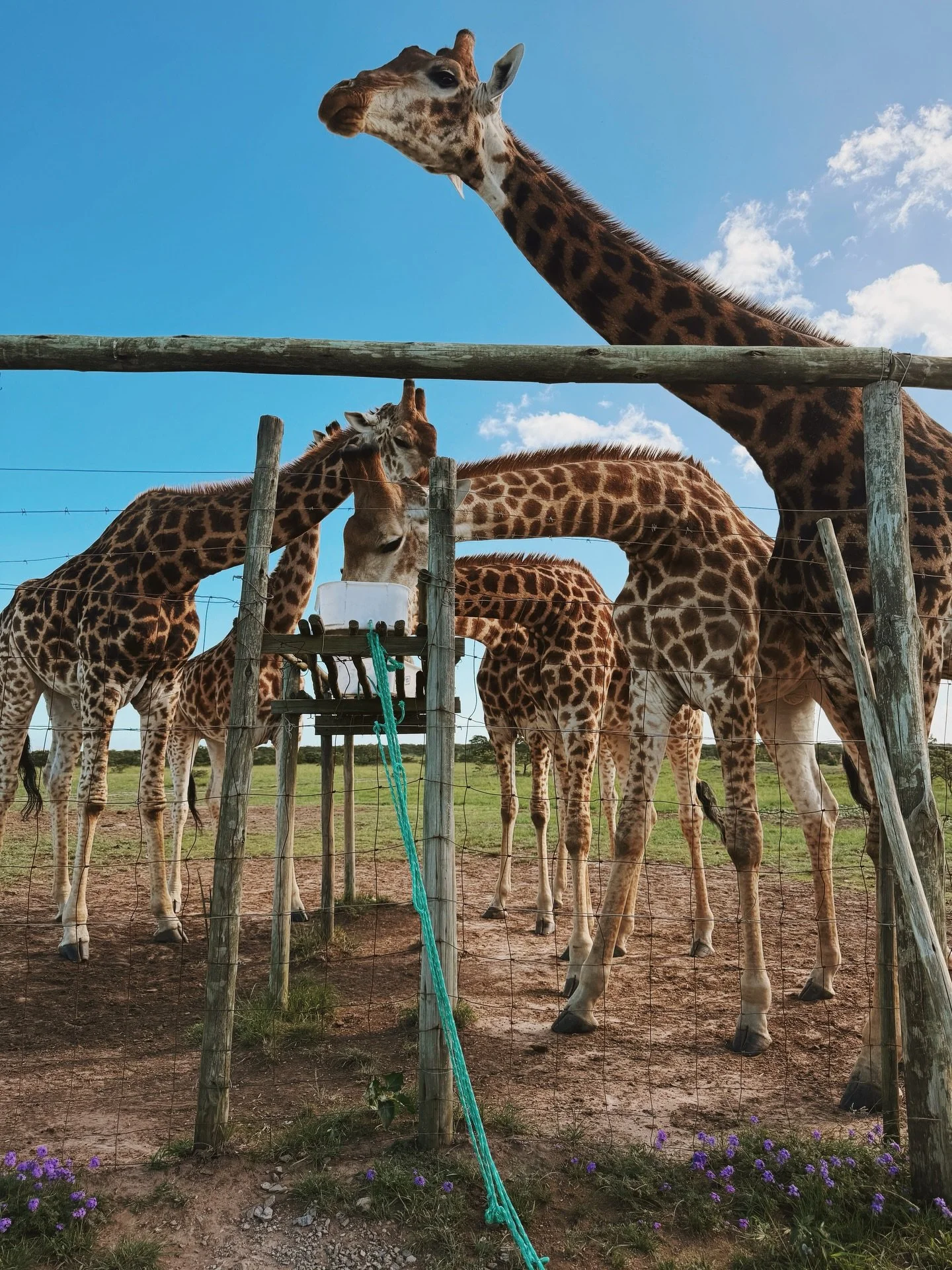 Made some new friends today 🦒 

Umm checking off life goals here ✅