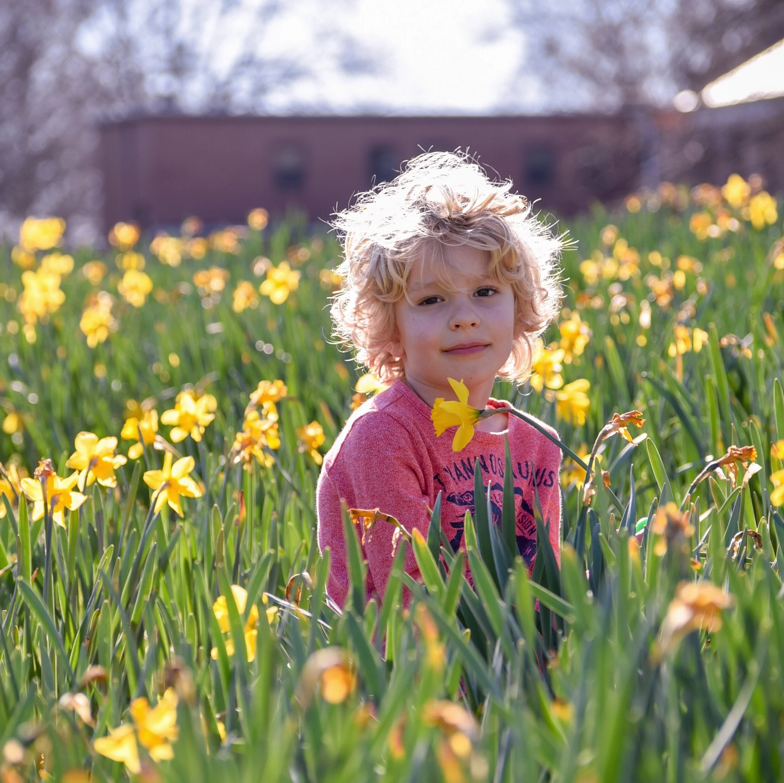 Daffodils .jpeg