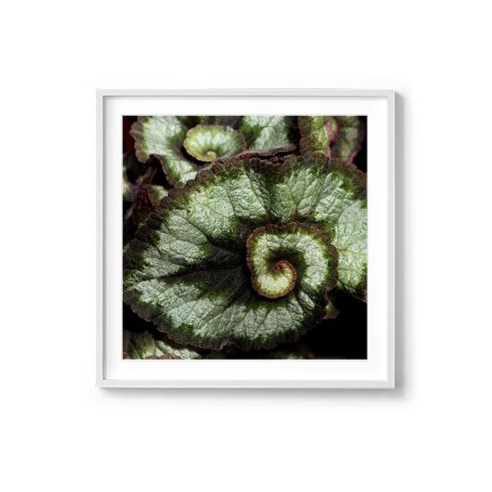 Swirl whte frame.JPG