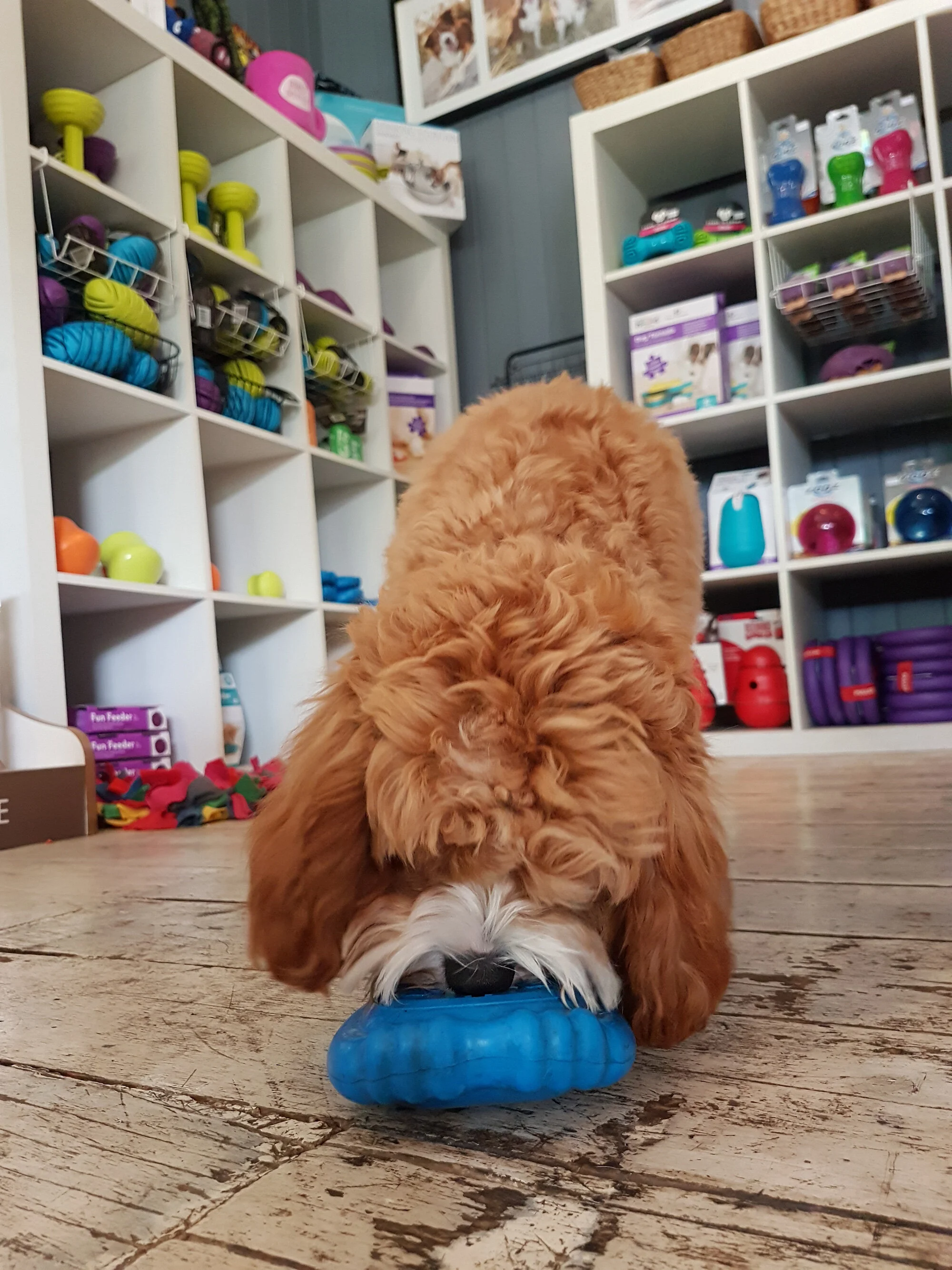 specialty dog stores