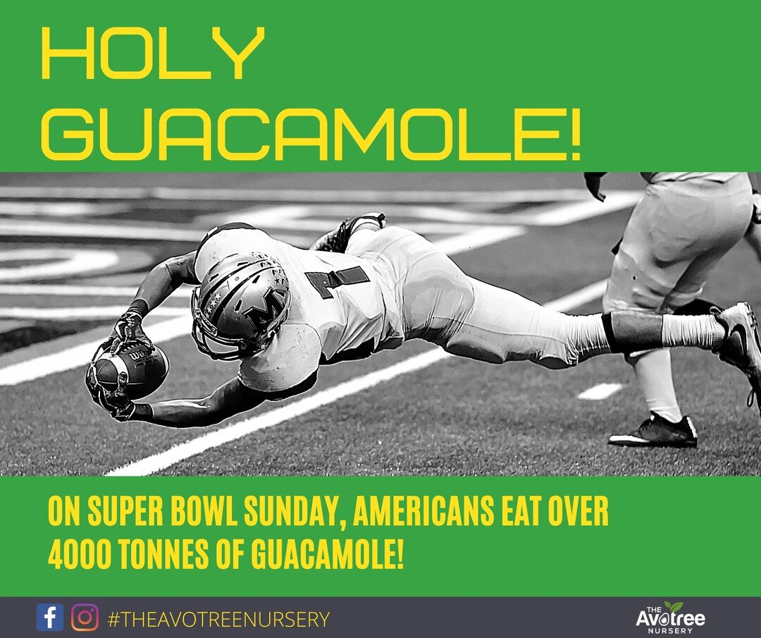 #TriviaTuesday: American's eat a whooping 4 million kilos of #guacamole on #SuperBowlSunday! That's a lot of guacamole. 
#DidYouKnow #avocado #theavotreenursery