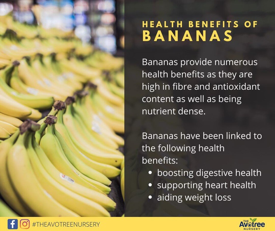#IYFV2021: Bananas provide many health benefits. 3 key benefits being improved digestive health, supported heart health and weight-loss aiding. 
#banana #healthylife #healthyeating #theavotreenursery