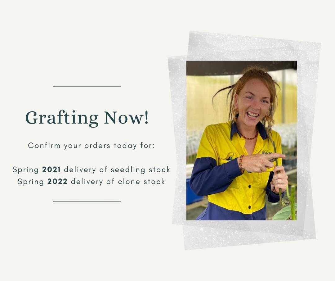 Our grafting program is getting underway. 
Contact us today to confirm your 2021 seedling &amp; 2022 clone spring orders.