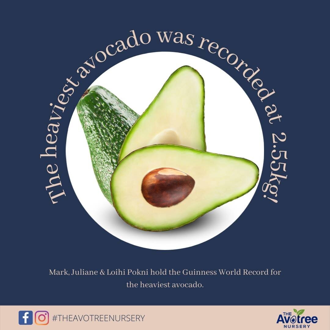 #TriviaTuesday: The #GuinnessWorldRecord for the heaviest avocado was achieved by Mark, Juliane &amp; Loihi Pokini on 14 December 2018. The record winning avocado tipped the scales at 2.55kg. 
#DidYouKnow #avocado #theavotreenursery