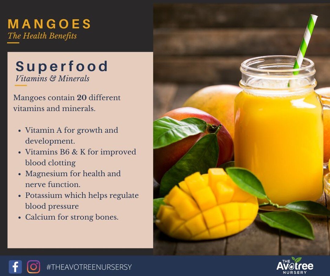 #IYFV2021: Mangoes are a vitamin and mineral powerhouse. This #superfood contains 20 different vitamins and minerals. 
#mangoes #gethealthy #healthyfood #theavotreenursery