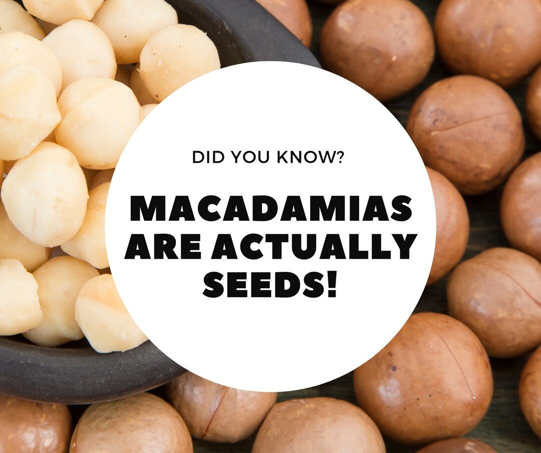 #FunFactFriday: Macadamias are actually seeds not nuts 🤯! 
#DidYouKnow #macadamia #mindblown #theavotreenursery