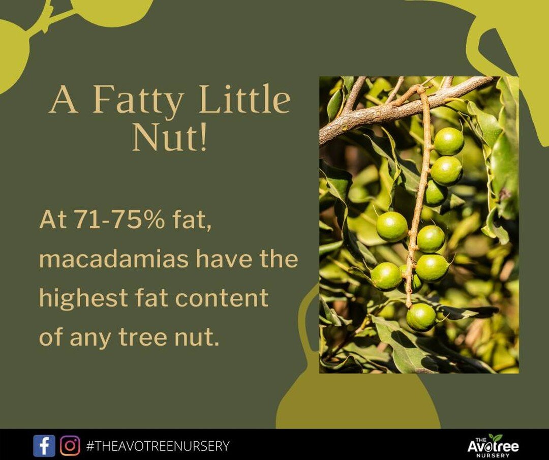 #TriviaTuesday: The macadamia nut has the highest fat content of any tree nut! This is where its buttery texture comes from. But don't despair they all the healthy fats you need for brain health. 
#DidYouKnow #macadamia #brainhealth #theavotreenurser