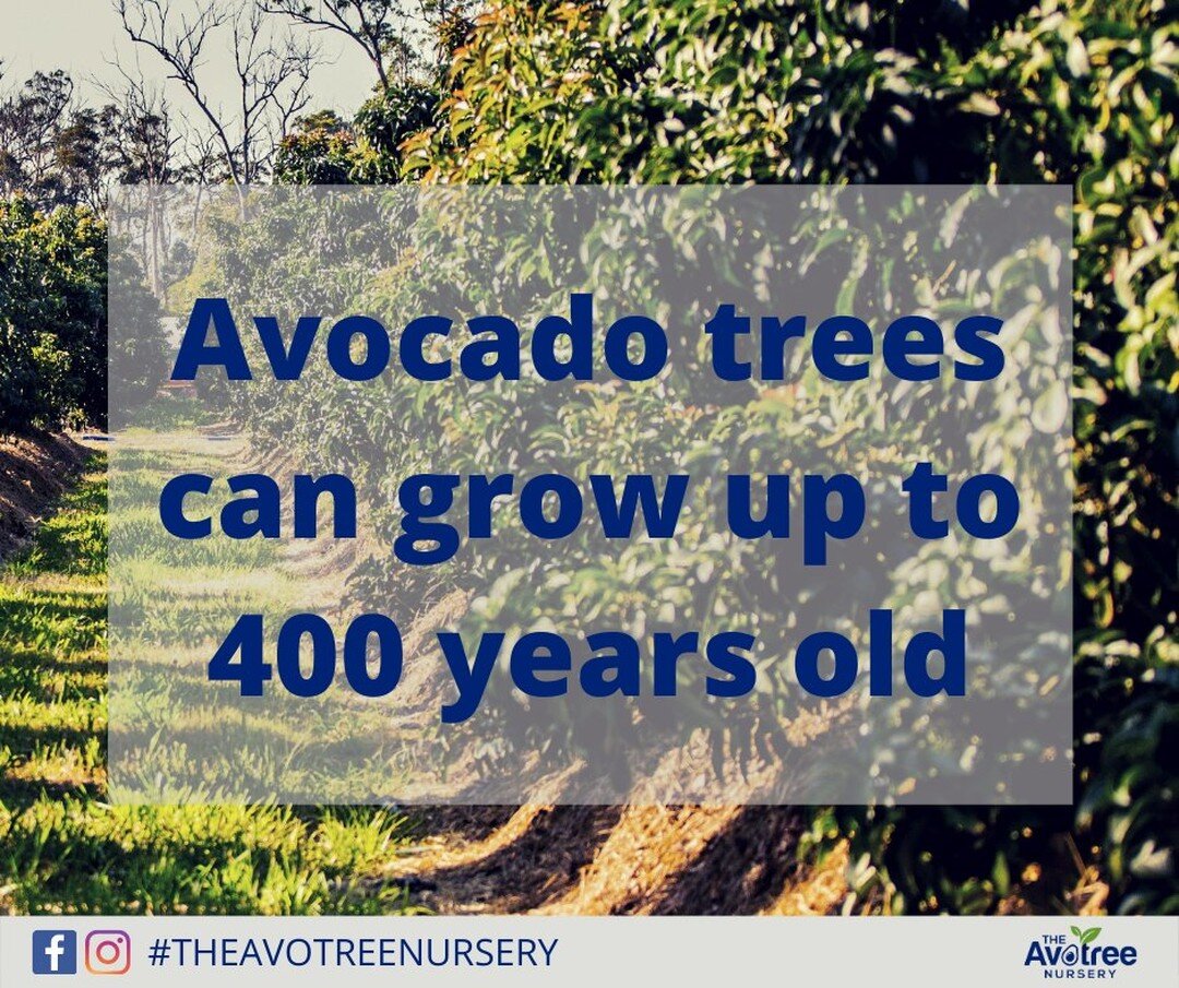 Avocado trees are their own advertisement for anti-aging. They can grow to be 400 years old! Now that is aging gracefully. 
#avocado #avocadotree #antiaging #theavotreenursery