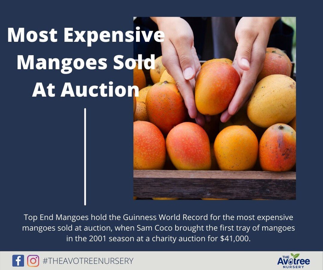 #TriviaTuesday: The Guinness World Record for the Most Expensive Mangoes is held by Top End Mangoes. They sold their first tray of the 2001 season in a charity auction for $41,000 ($2562.50 each!). The buyer Sam Coco, later donated the mangoes to the