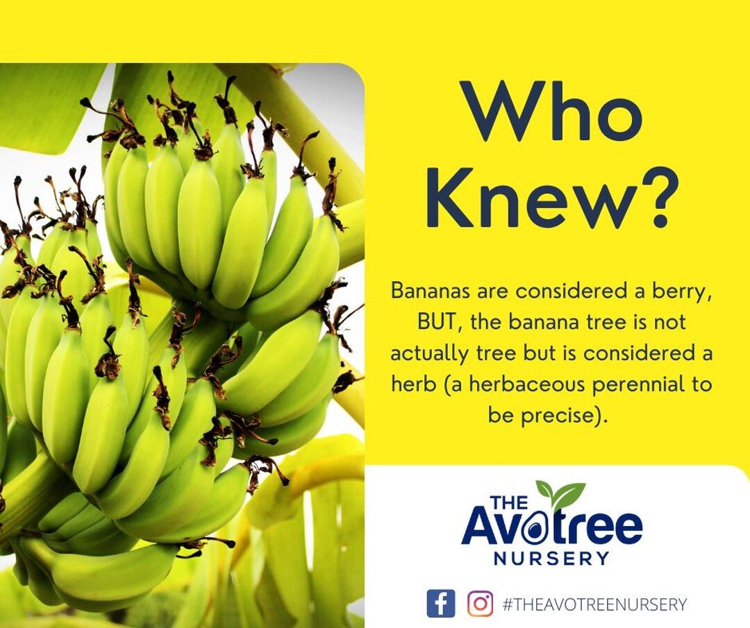 Its #FunFactFriday! Did you know that bananas are considered a berry while the banana tree isn't a tree at all but a herbaceous perennial making it a herb. Berry Strange! 
#DidYouKnow #banana #berry #herbs #weirdandwonderful #fruittrees #theavotreenu