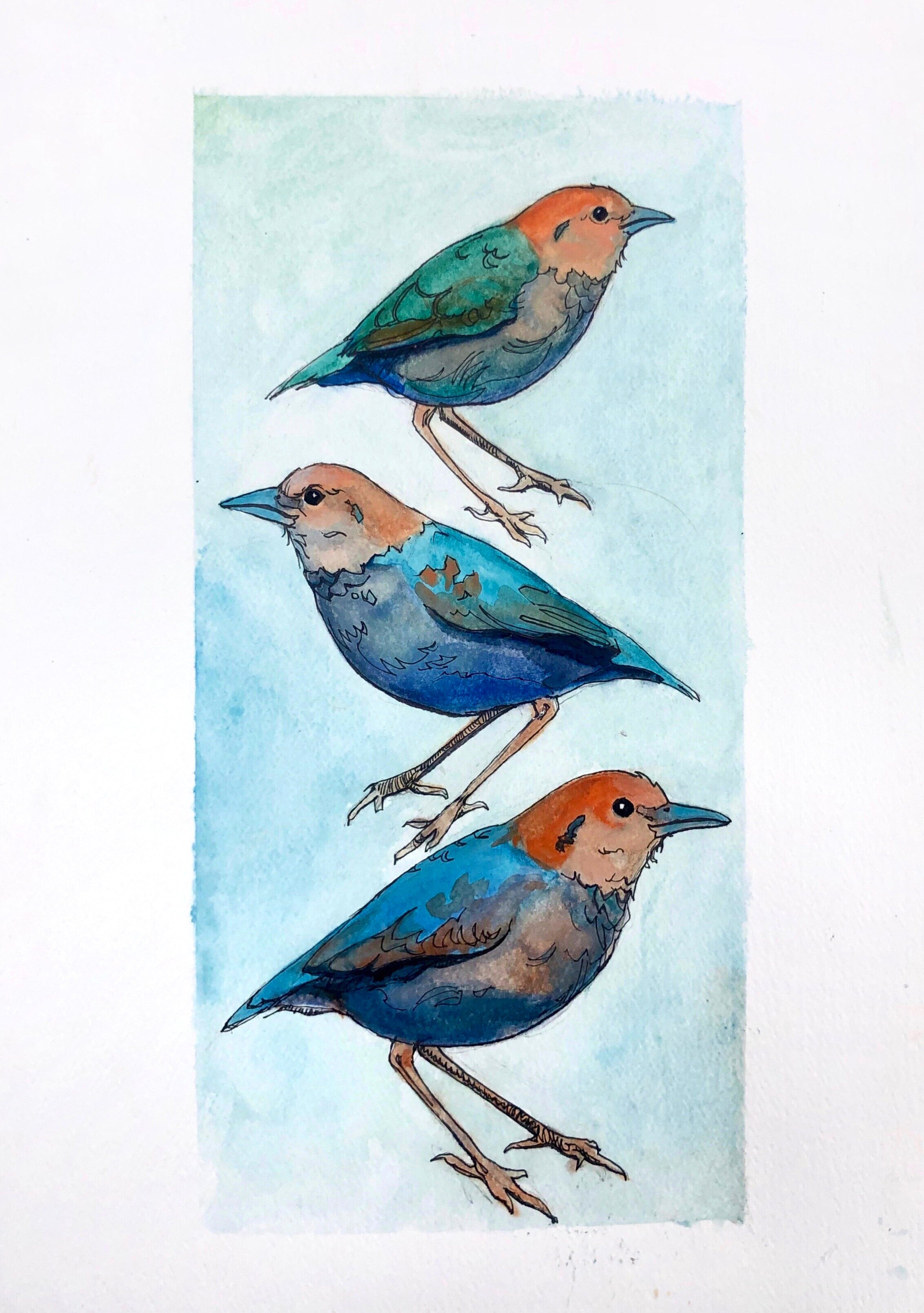 Watercolor Illustrations by Kirsten Hubbard