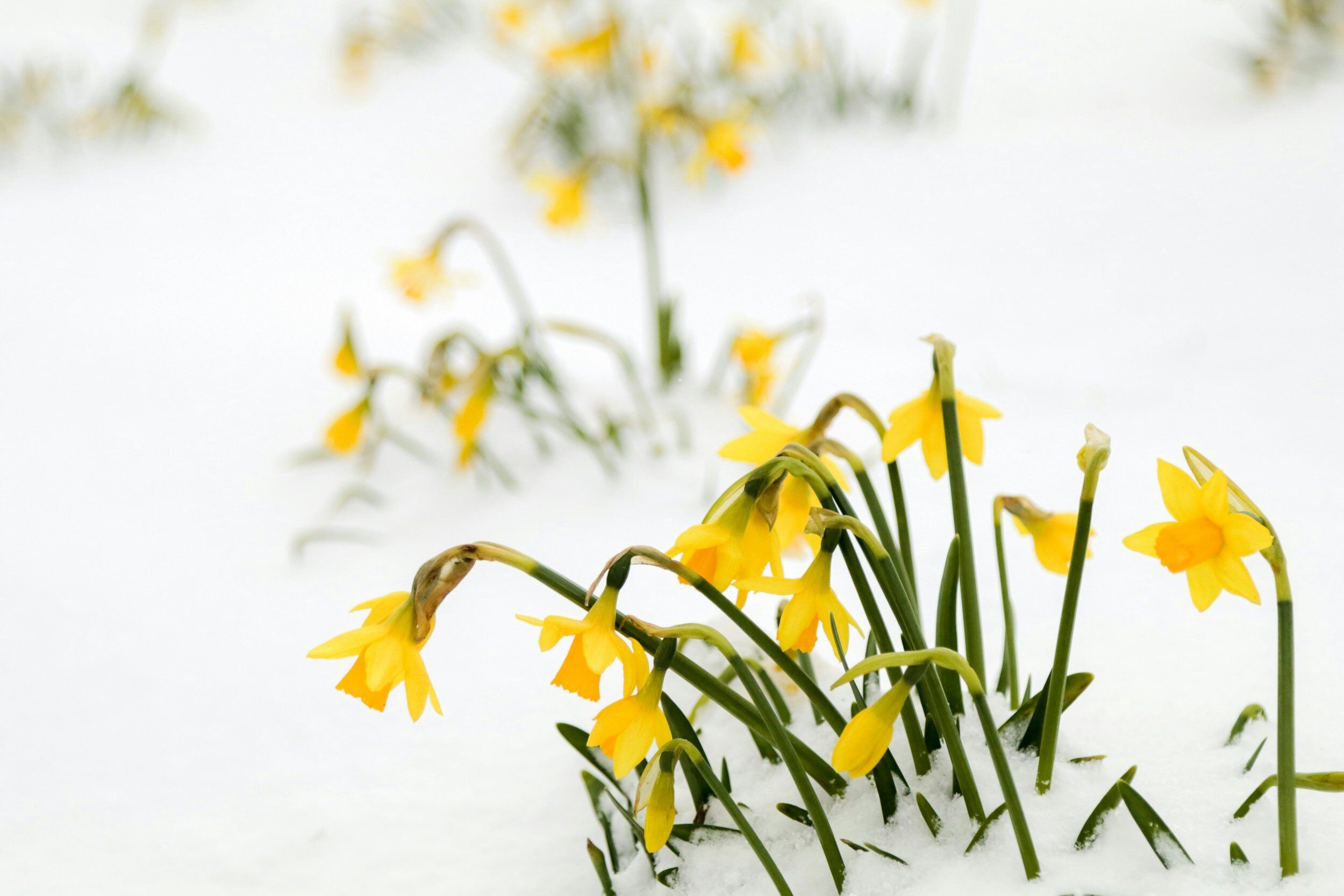 flowers growing out of the snow