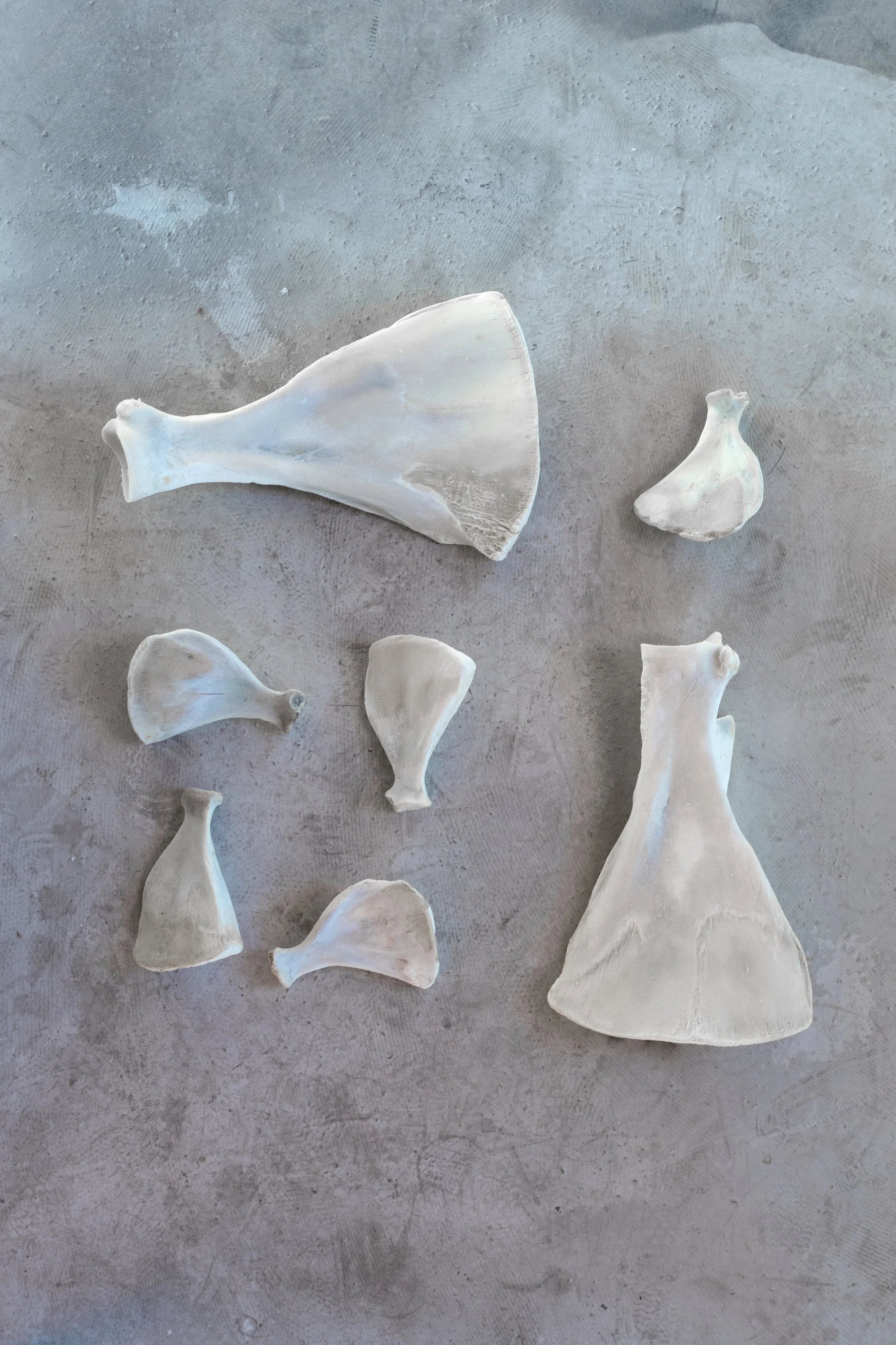 start_bild knochensammlung.jpg