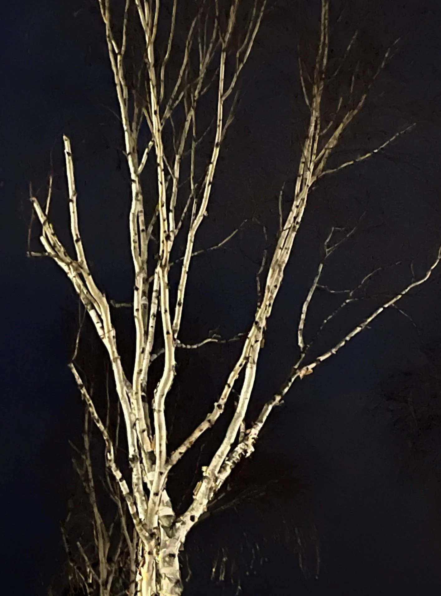 tree siloeete.jpg