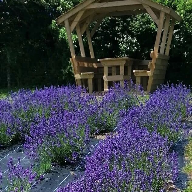 PURPLE  MAGIC 

Have you booked your time to visit yet?

Opening 21 May from noon - 4pm

Then Wednesdays- Sundays until 13 August.

Peak bloom mid June to mid July