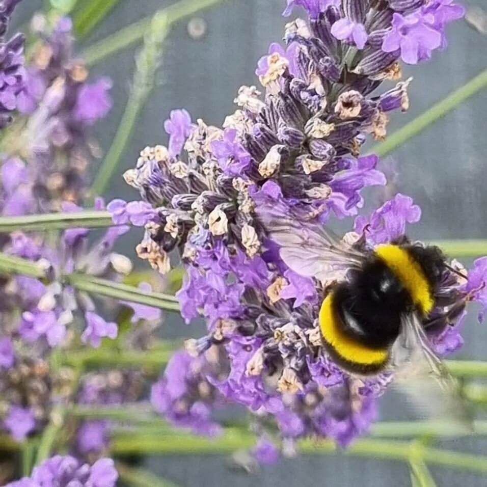 BUSY BEES

We've been Busy Bees on #worldbeeday2023 getting ready for opening TOMORROW at midday. 
Who's coming?

Tearoom open until 4pm

#seasaltcollective #art #localproduce artists