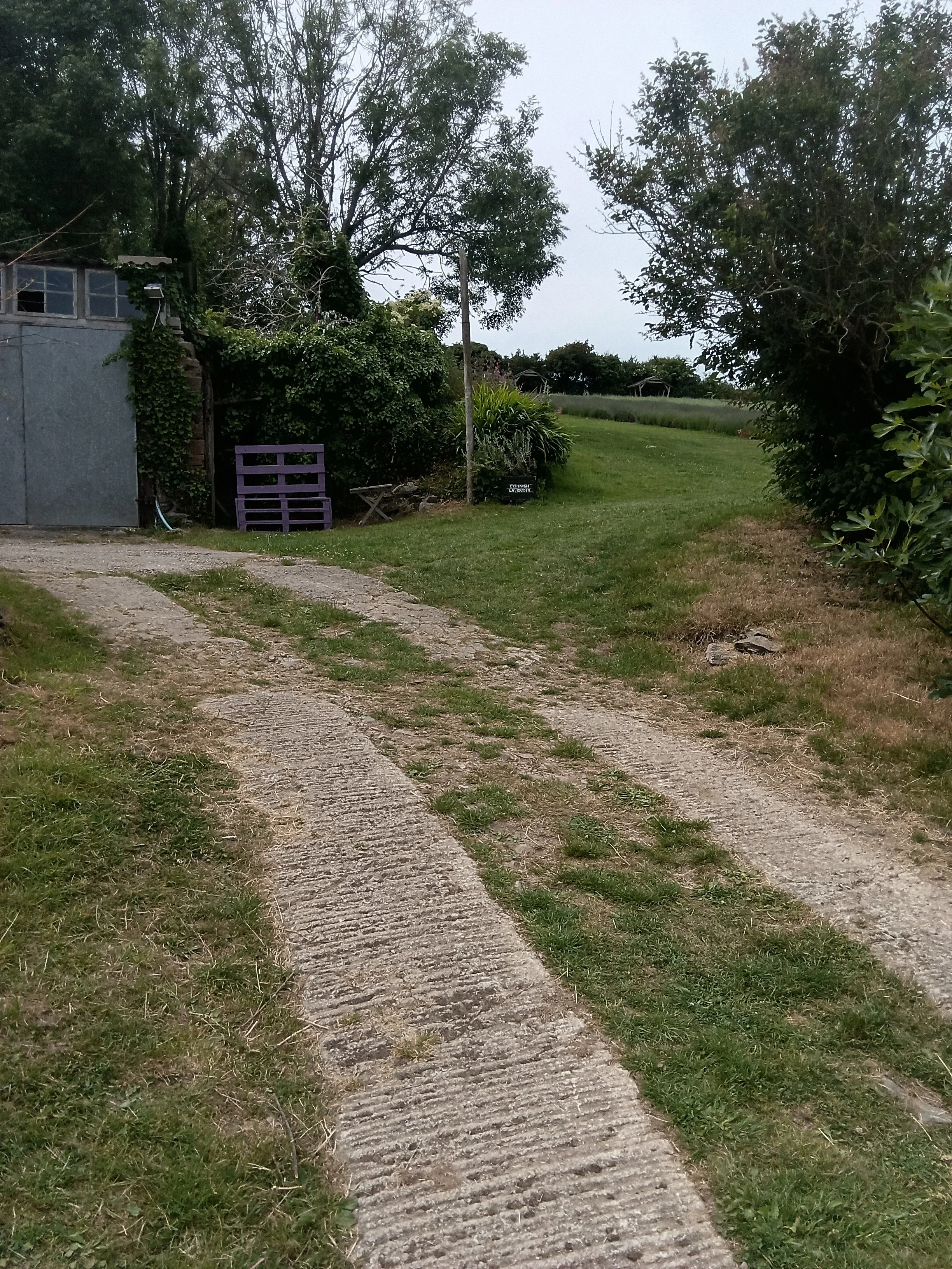 10m hill incline into the Lavender Field