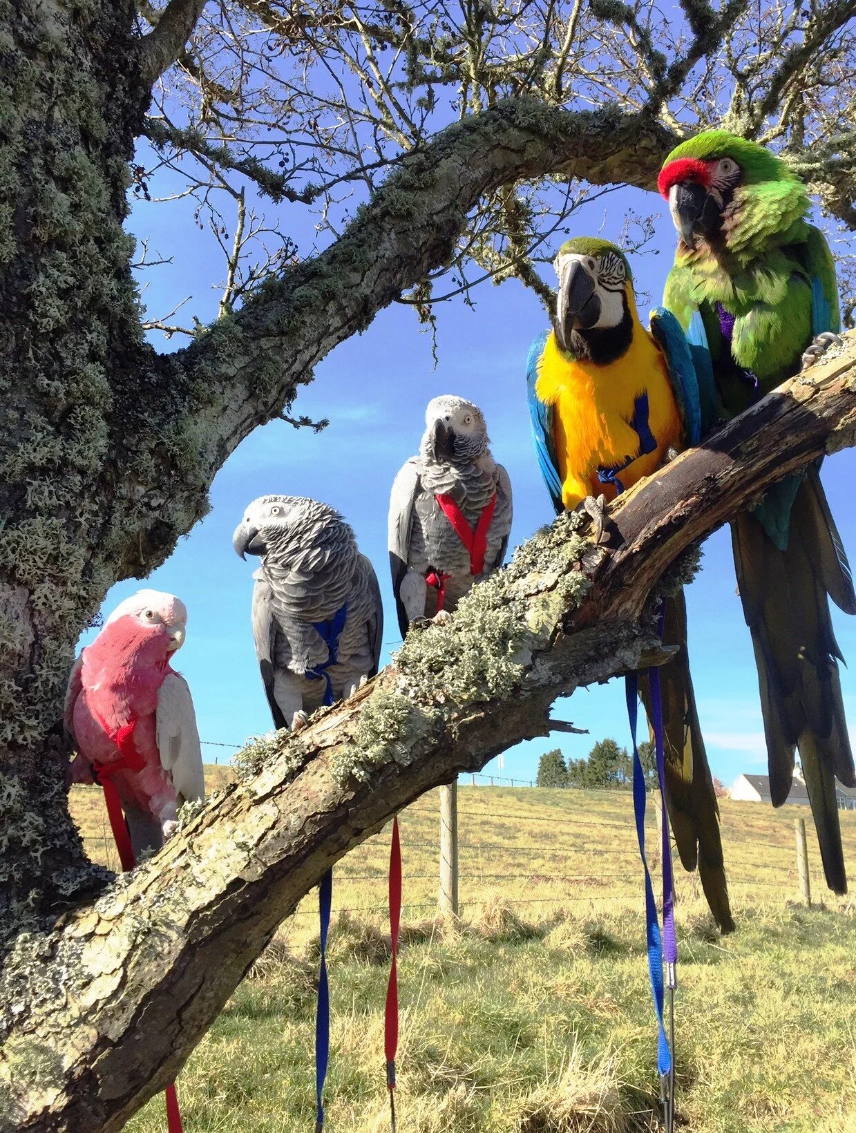 Bird Harnesses, Leashes, & Accessories Aviator Bird Harness