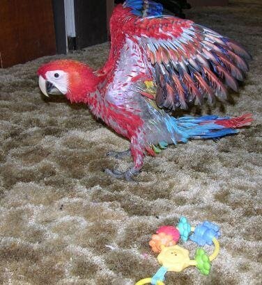 Caring For Your Pet Macaw | Pender Veterinary Centre