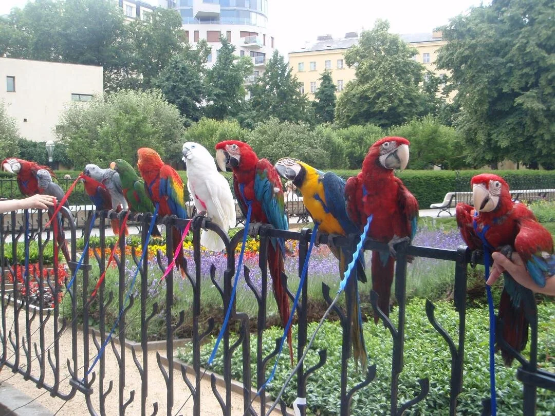 a Czech Republic - Parrot Harness   Party.JPG