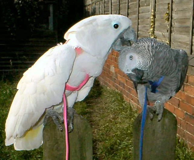 Choosing a Bird Harness - Comparing Brands