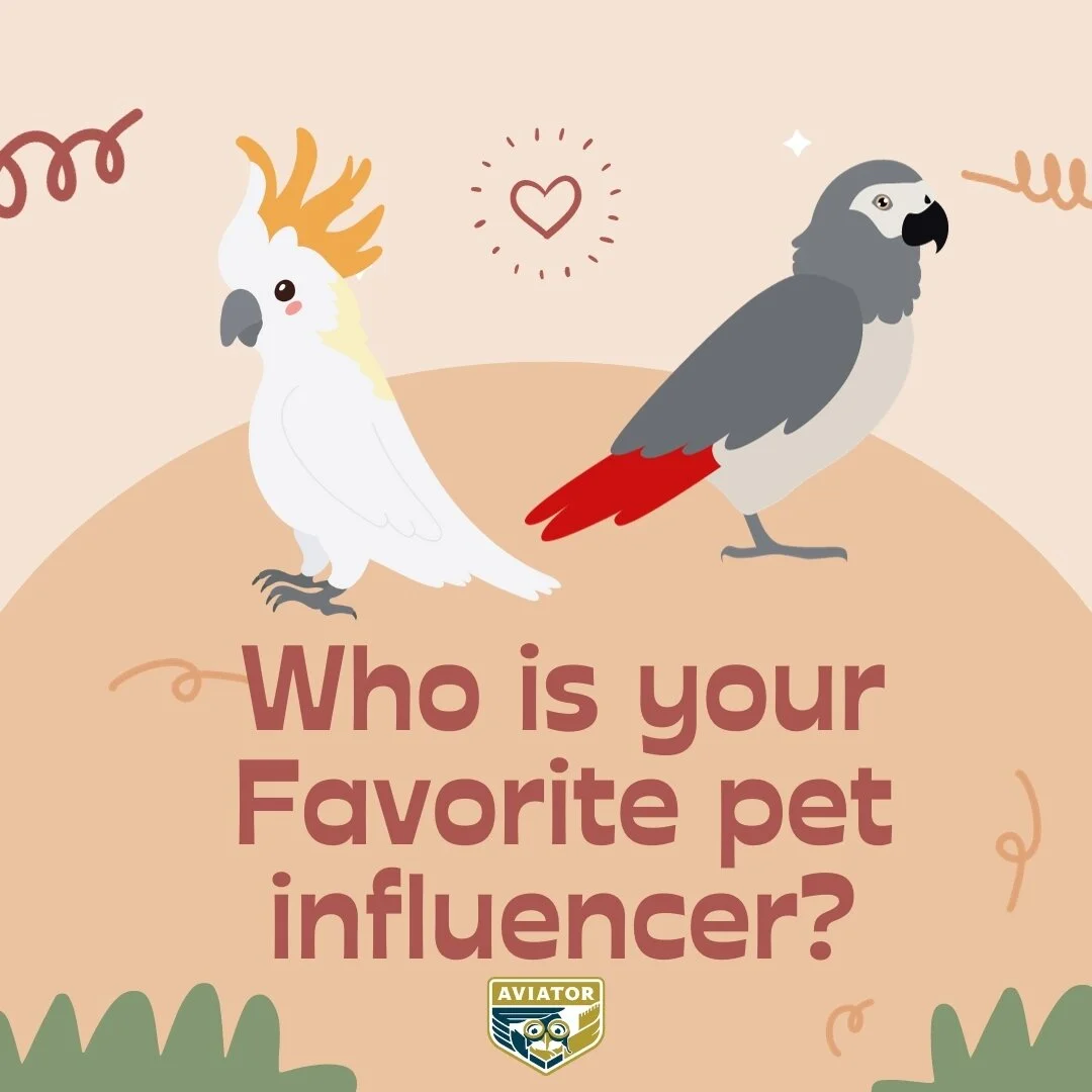 VisionImpaired Turkey Vulture Benefits from the Aviator Harness The