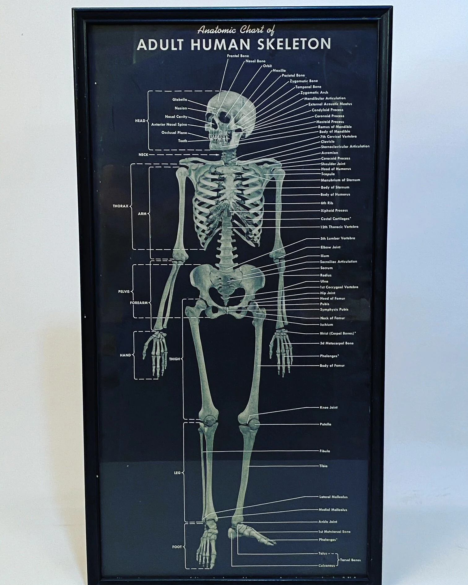 1940s Anatomic Chart of Adult Human Skeletal System