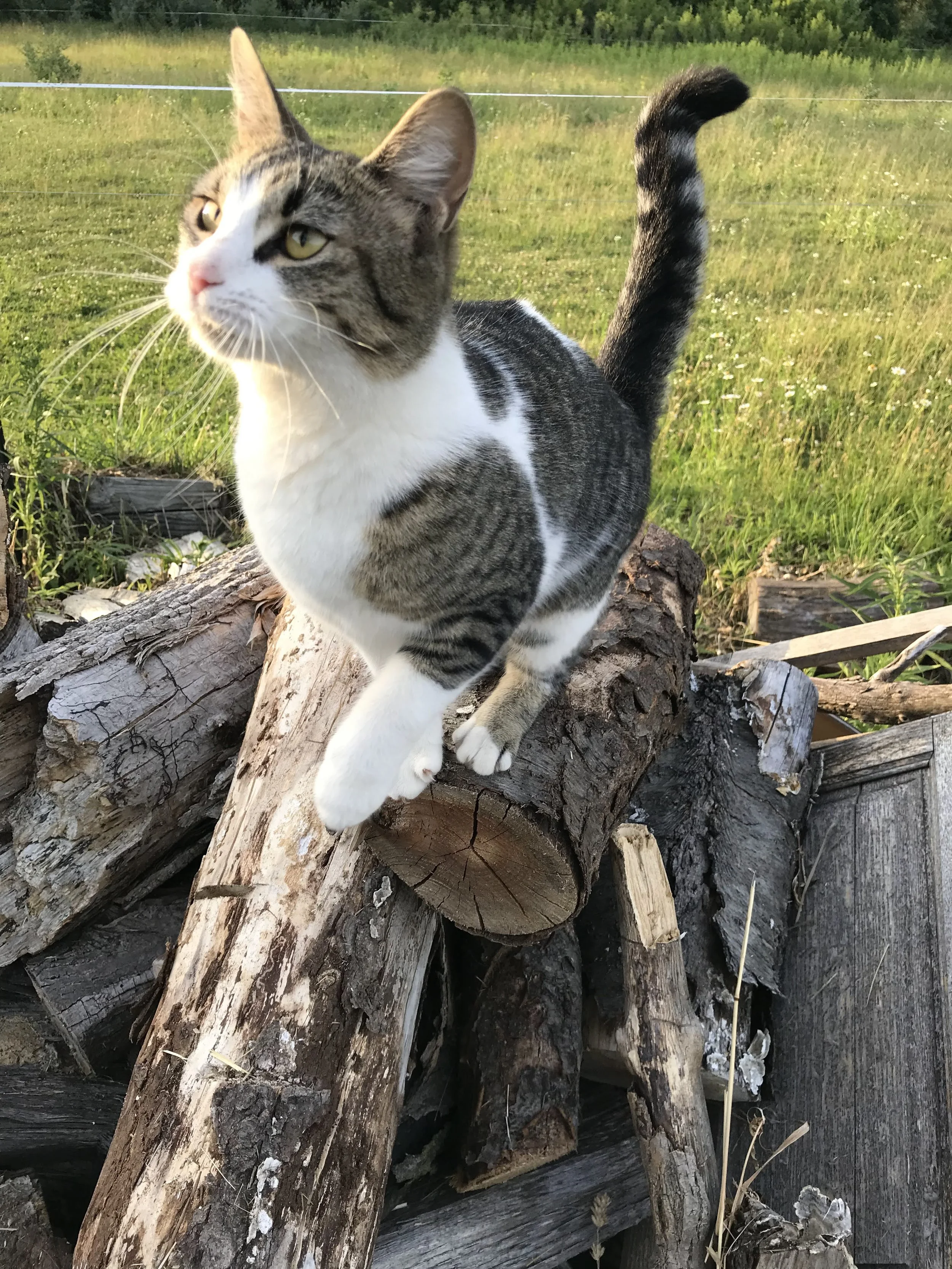 Cat on a log
