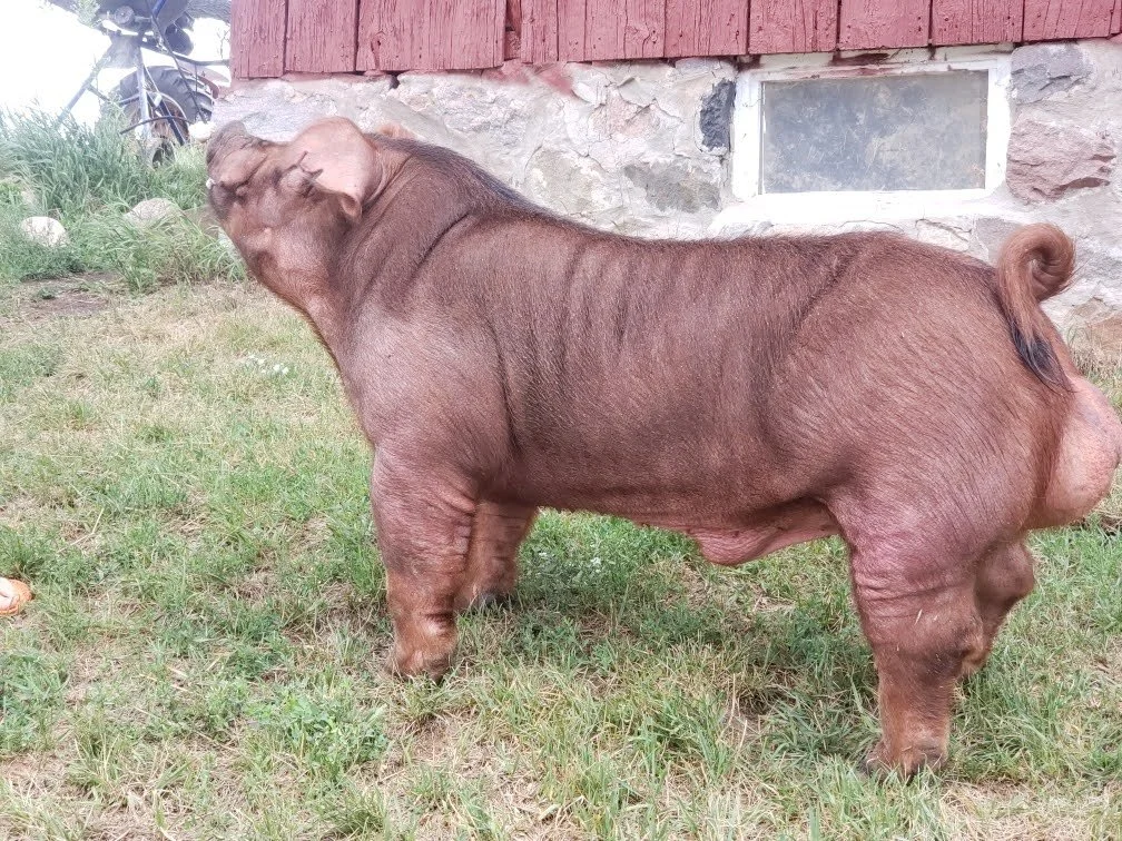 pig in front of a barn