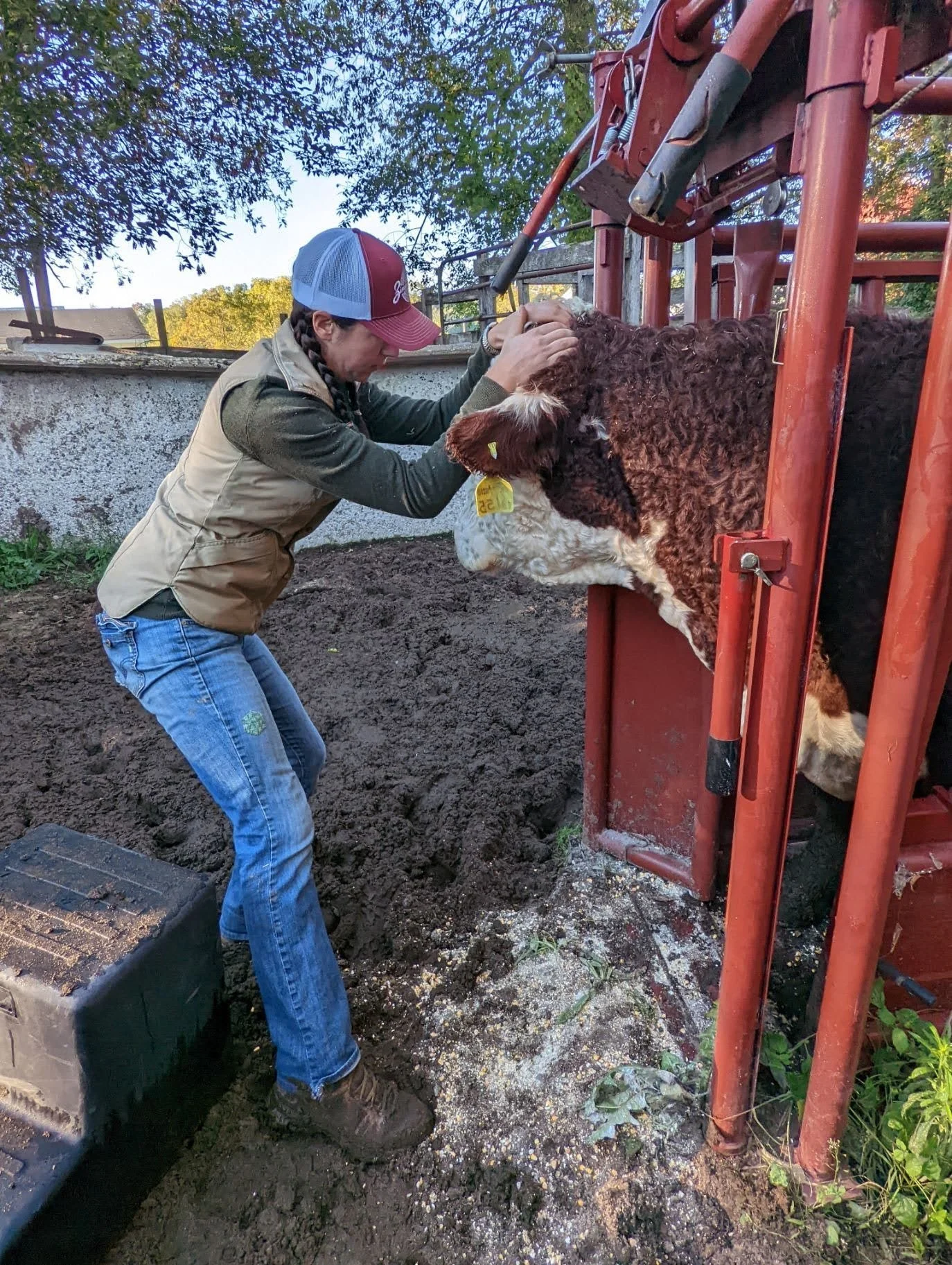 Dr. Jessi Brown adjusting a steer