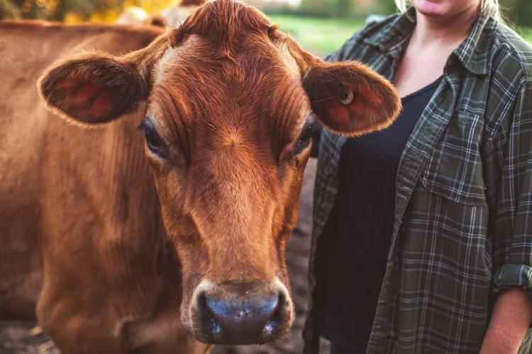 Close-up of a brown cow next to a person wearing a plaid shirt.