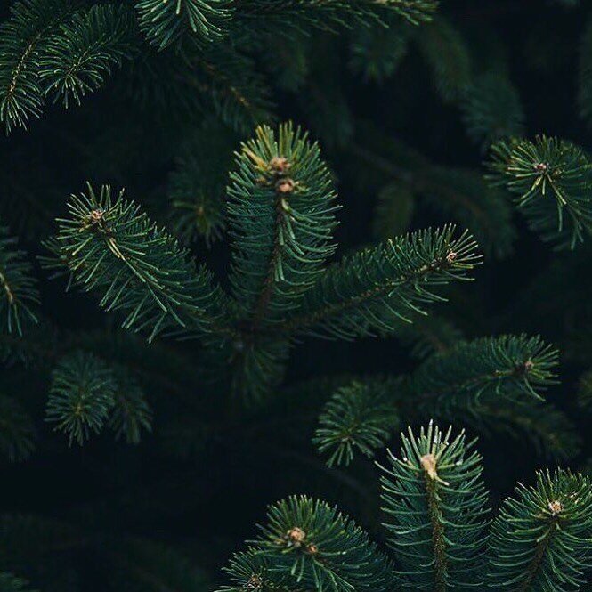 in-depth: [adjective]&bdquo;comprehensively and thoroughly.  e.g. in pursue a specific aspect of a subject in depth&quot;. 
dive deep and get lost in nature and wilderness even though it&rsquo;s only a bunch of branches of your Christmas tree in your
