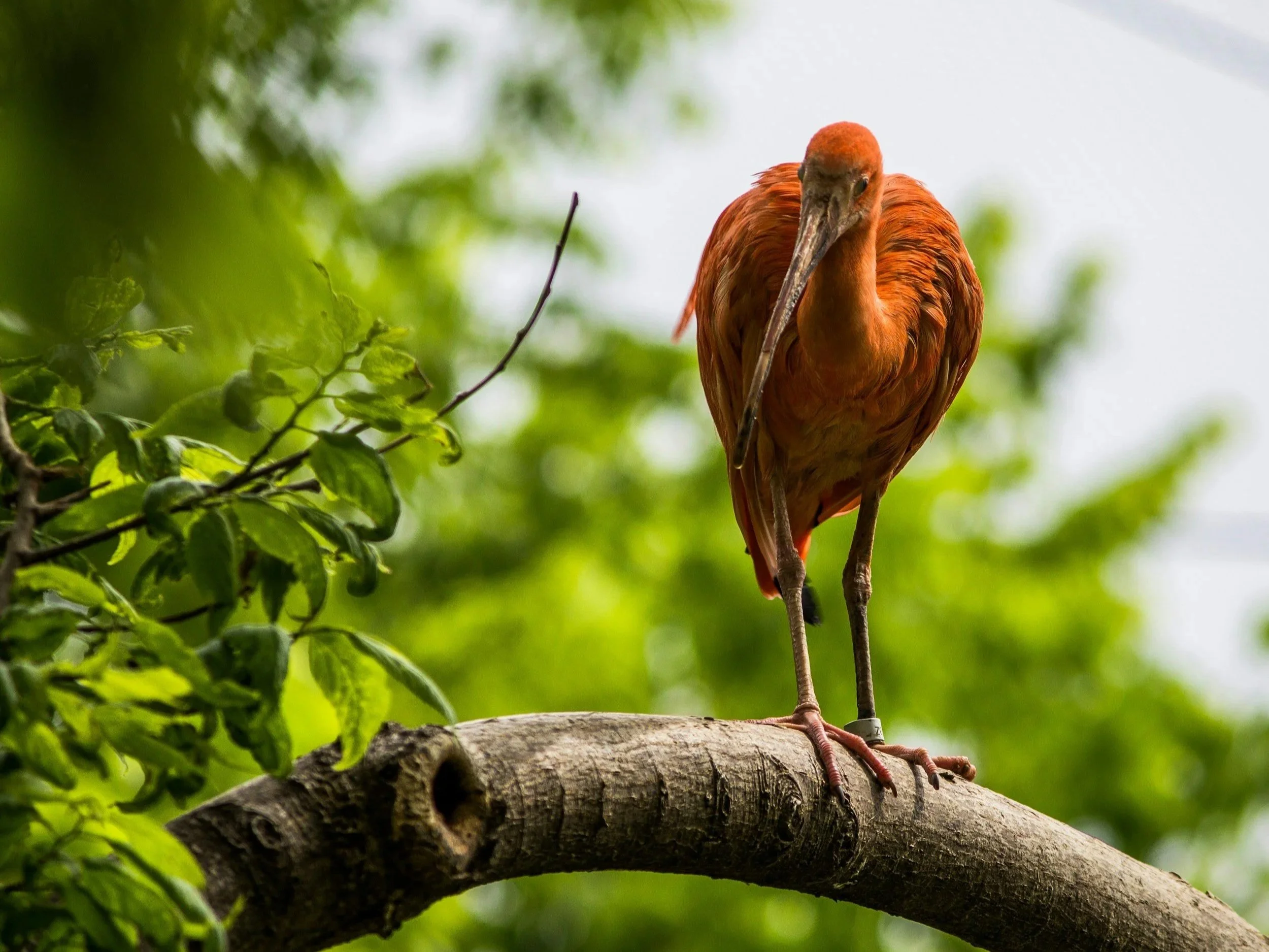 Red Ibis standing on a branch.