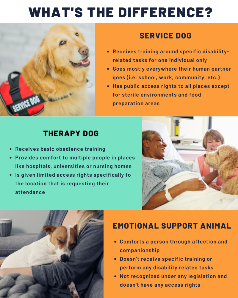 where can i work if i have a service dog