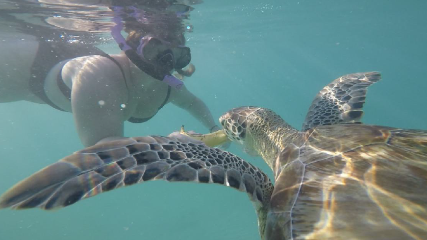 An underwater photo of Meagan who is near the surface of the water witha. snorkel mask on her face. She is feeding a large sea turtle a banana.