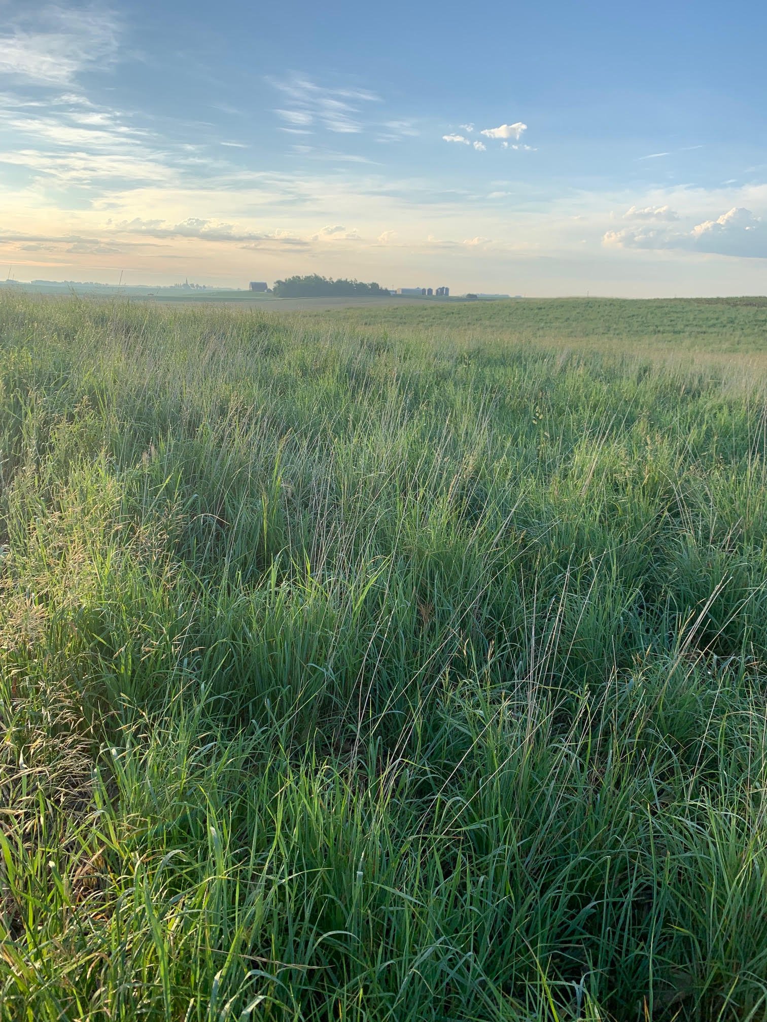Second season Cool Season Pasture mix