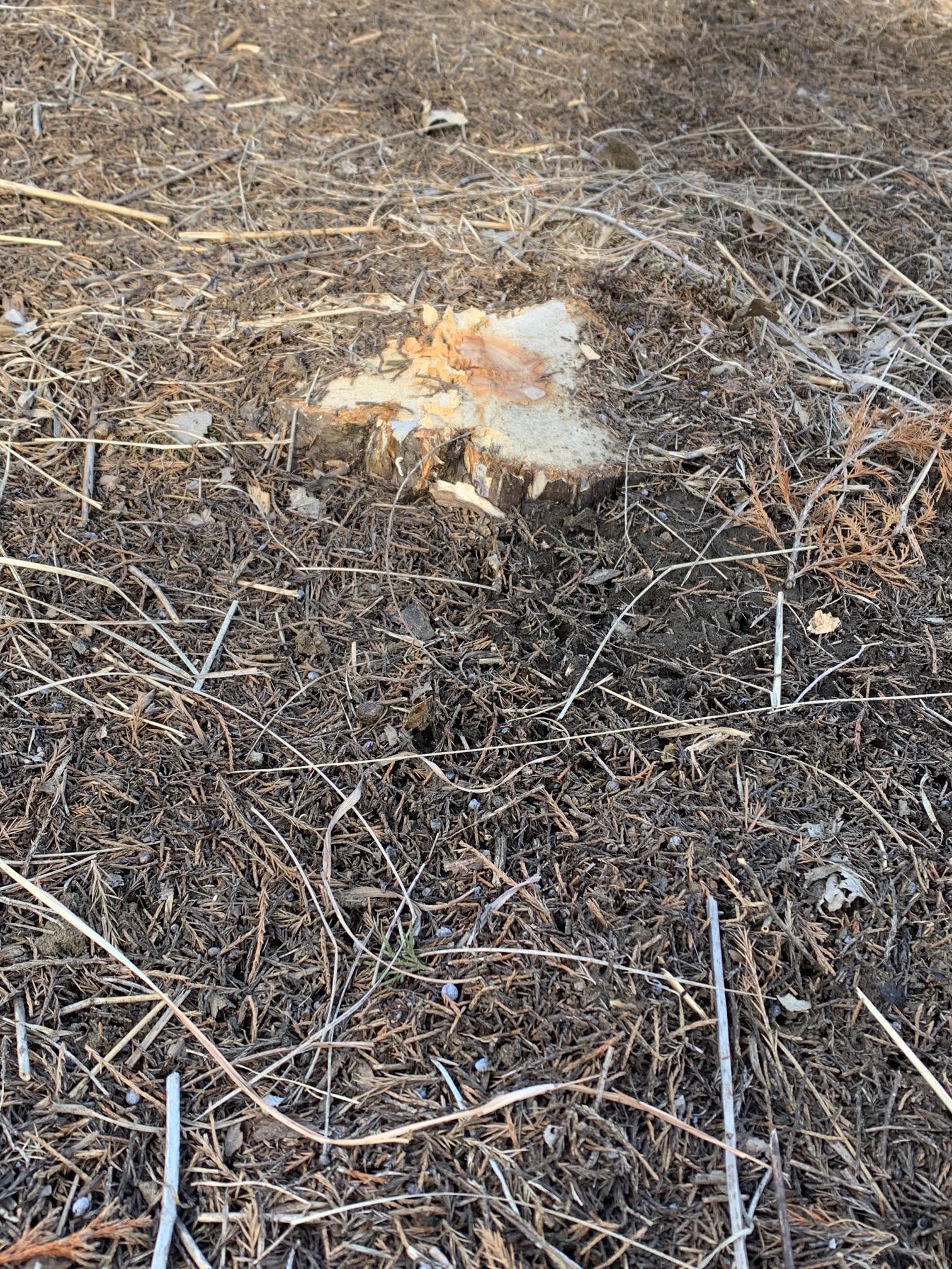 tree stump.jpg