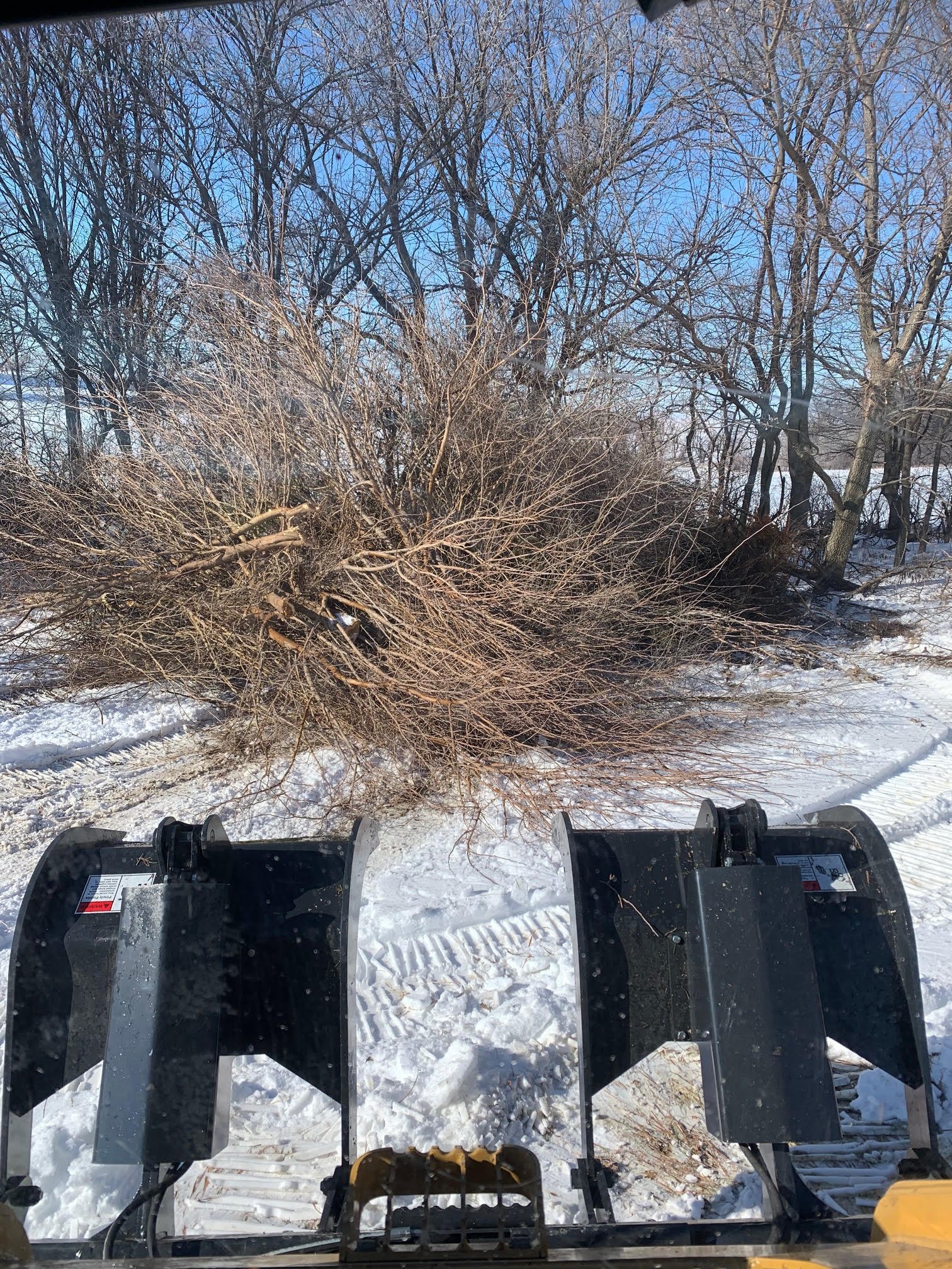 tree pile.jpg