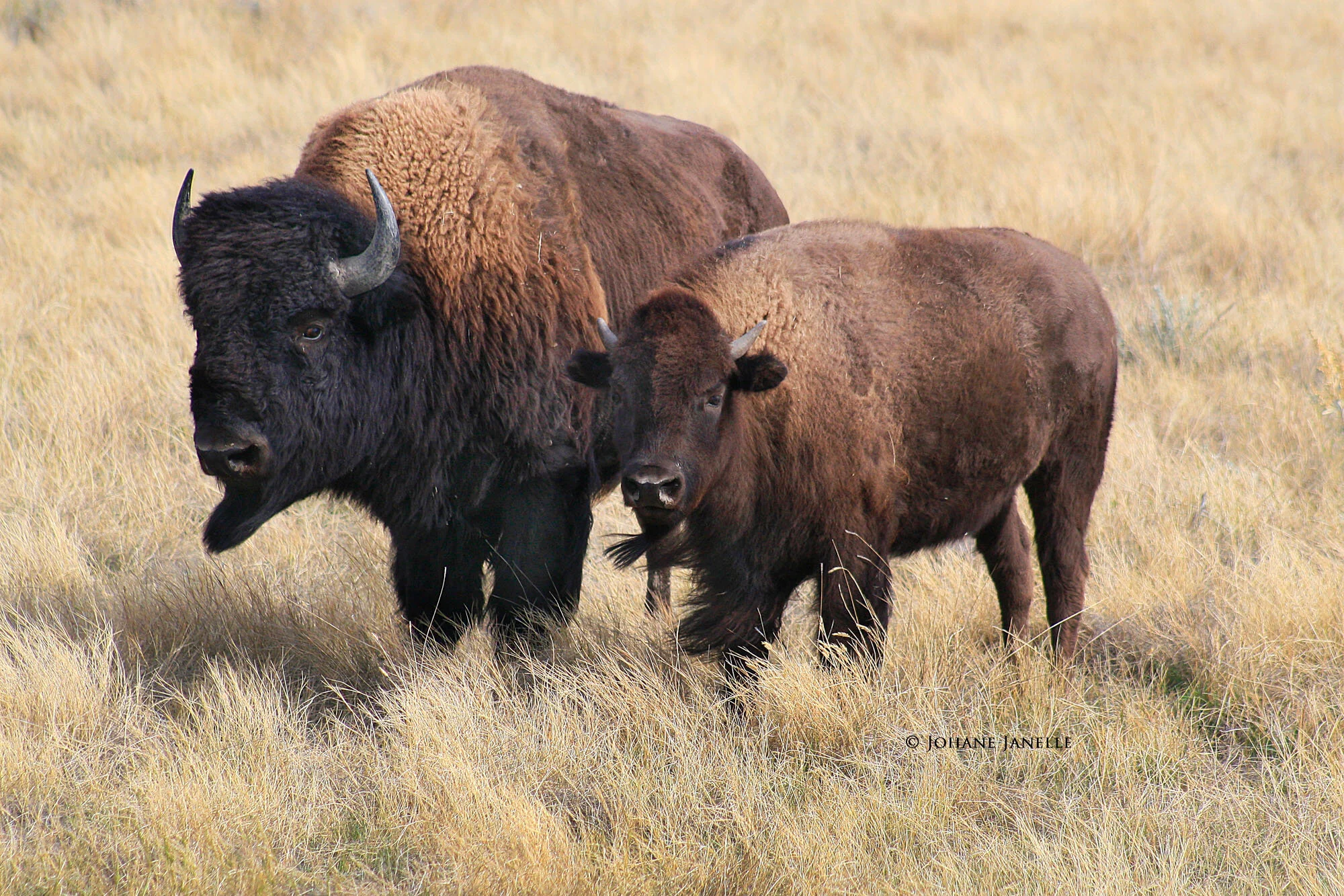 Buffalo Treaty