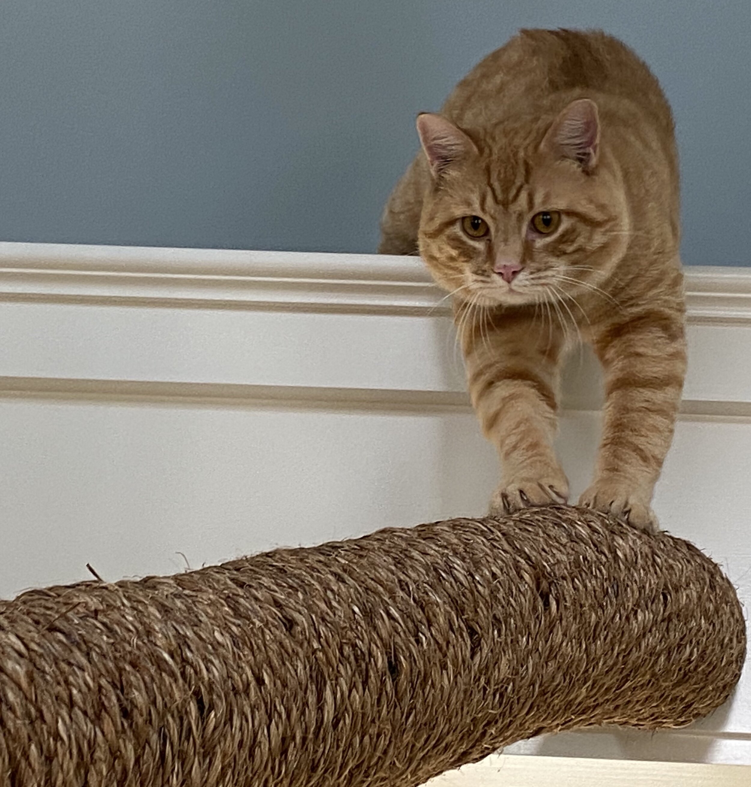 Volunteer — The Scratching Post