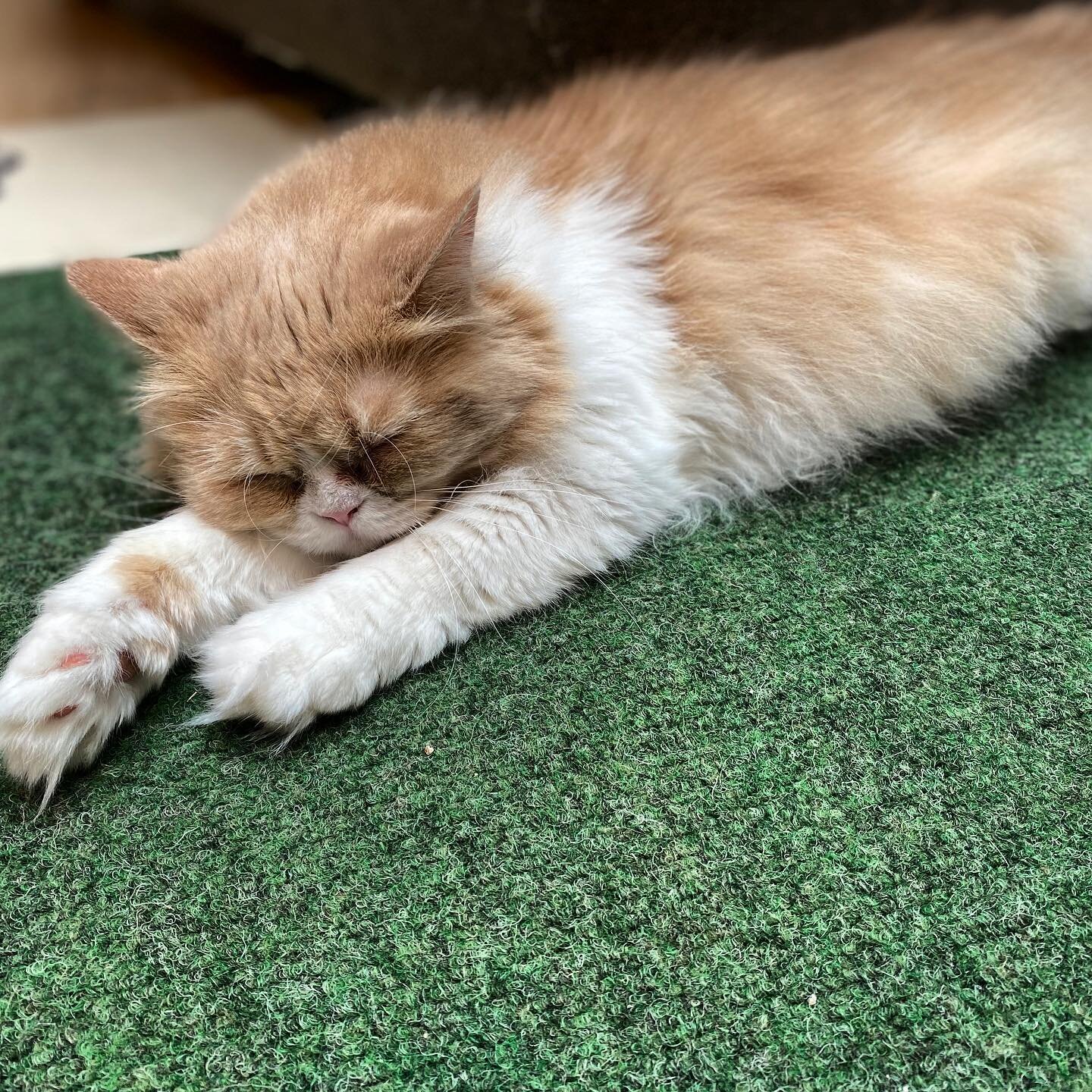Nellie Belle napping, what else is new?