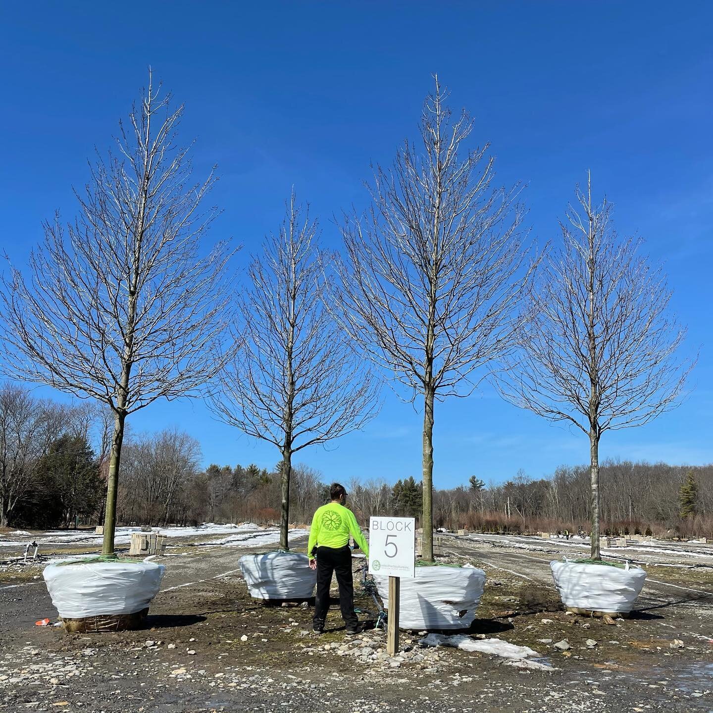 just the beginning! acer rubrum &lsquo;red sunset&rsquo; / red maple

#springiscoming #acerrubrum #redmaple #mapletree #treenursery #landscape #landscaping #landscapearchitecture #specimentrees #fallcolor #trees #plants #garden #landscapedesign #newe