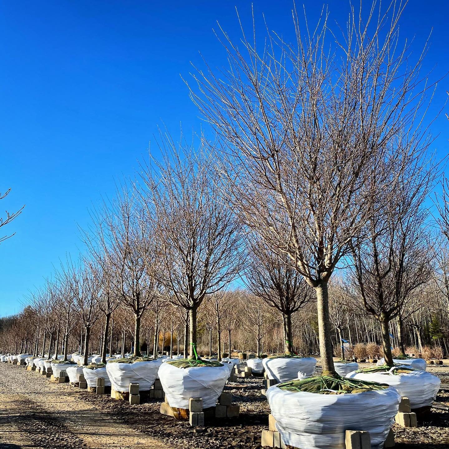 prunus &times; yedoensis / yoshino cherry 

#prunusyedoensis #yoshinocherry #springflowering #floweringcherry #ornamentaltrees #treenursery #trees #plants #landscape #landscaping #landscapedesign #landscapearchitecture #landscapeconstruction #garden 