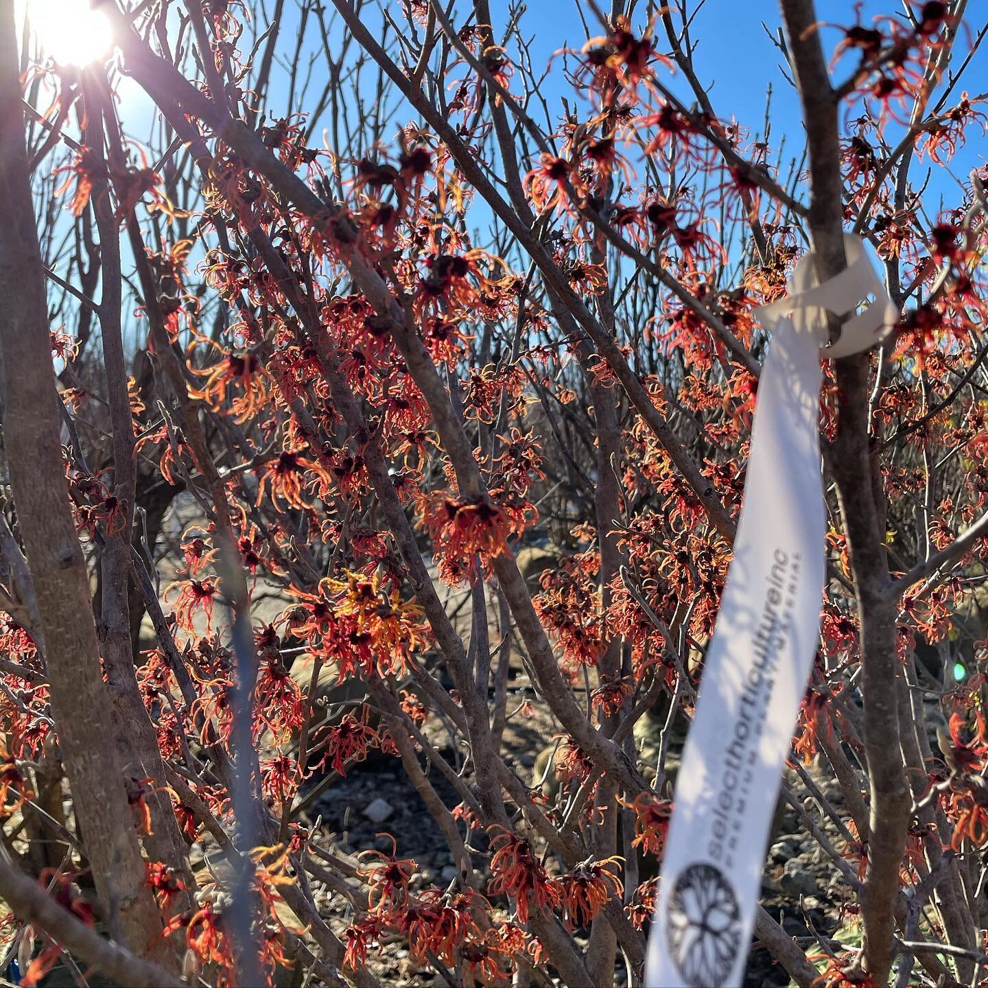 hamamelis x intermedia 'rubin' / witch hazel

#hamamelis #witchhazel #springflowering #springiscoming #floweringshrub #ornamentalshrub #treenursery #trees #shrubs #landscape #landscaping #landscapearchitect #landscapeconstruction #landscaper #landsca